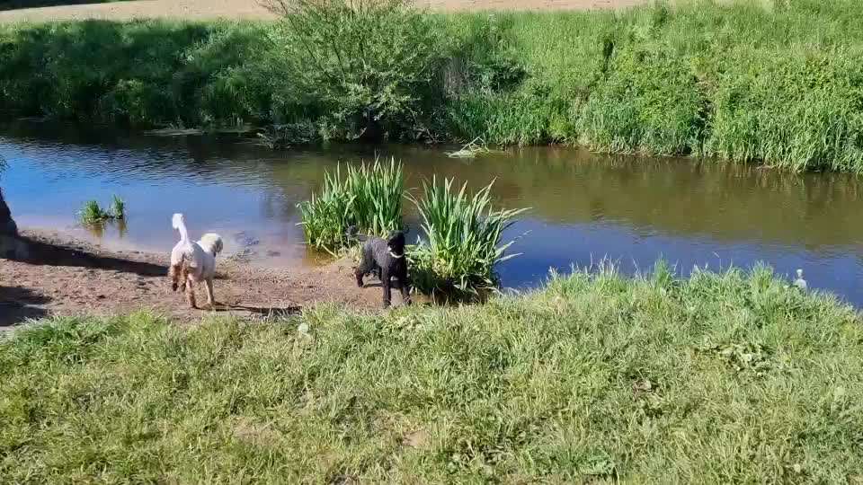 Alles rund um den Pudel-Beitrag-Bild