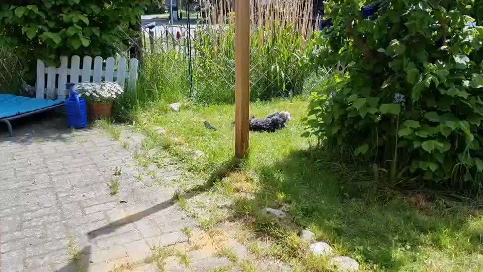 Alles rund um den Pudel-Beitrag-Bild