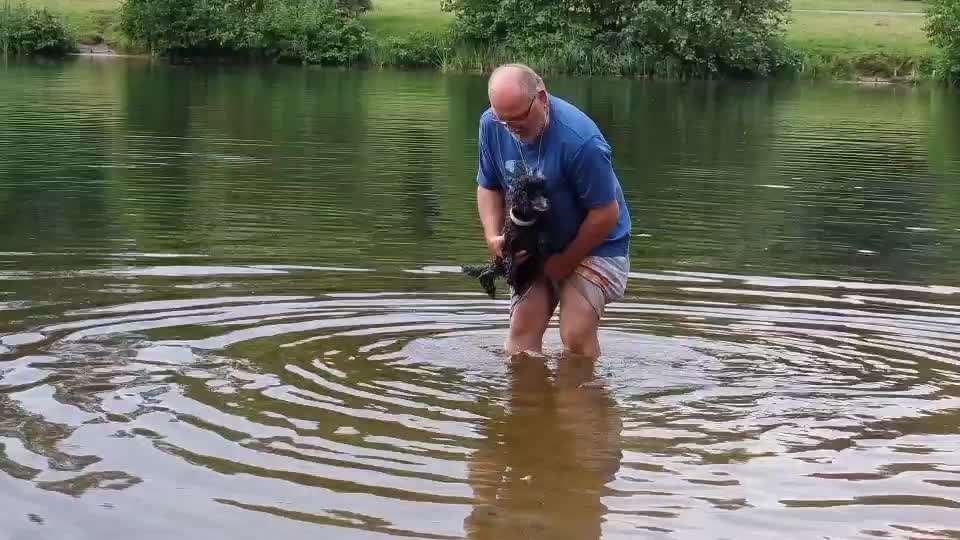 Alles rund um den Pudel-Beitrag-Bild