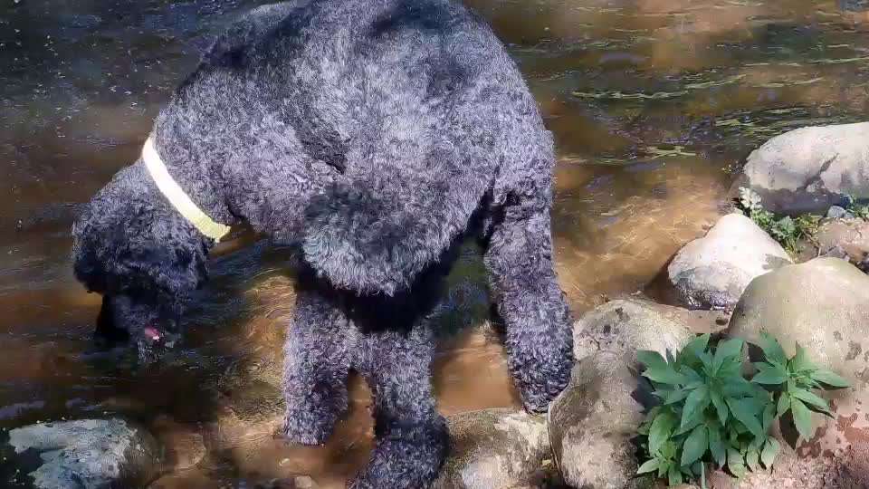 Alles rund um den Pudel-Beitrag-Bild