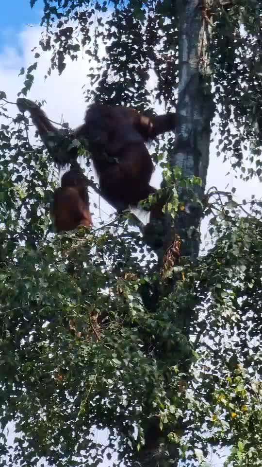 Alles rund um den Pudel-Beitrag-Bild