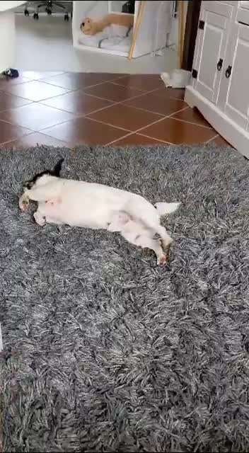 Jack Russell Terrier-Beitrag-Bild