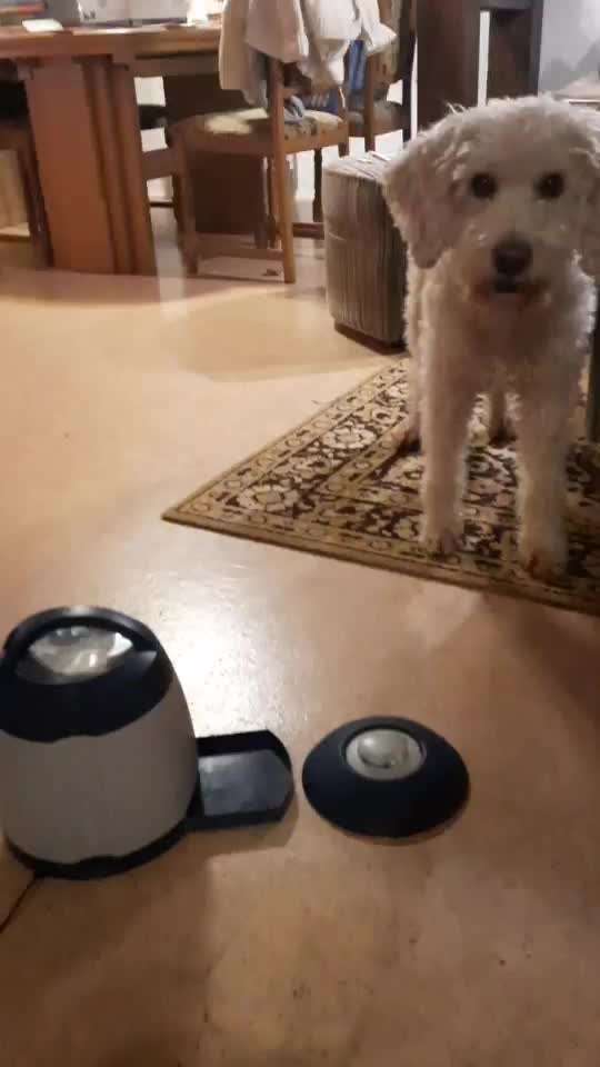 Spielzeug um vom Napf weg zu gehen?-Beitrag-Bild