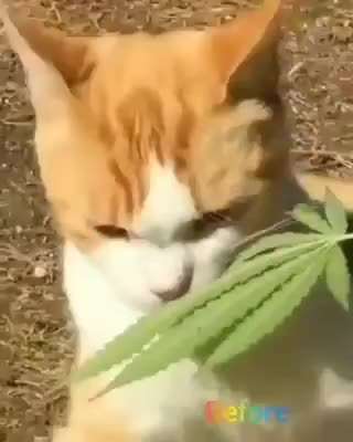 Hunde Memes-Beitrag-Bild