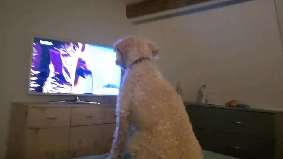 Top Dog-der Live Ticker Thread-Beitrag-Bild