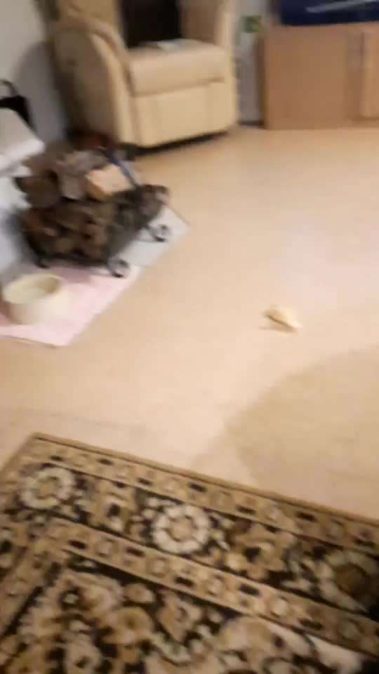 Hunde Memes-Beitrag-Bild