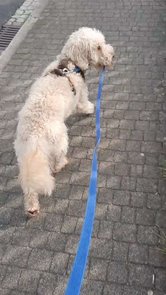 Freddys Kummerkasten-Beitrag-Bild