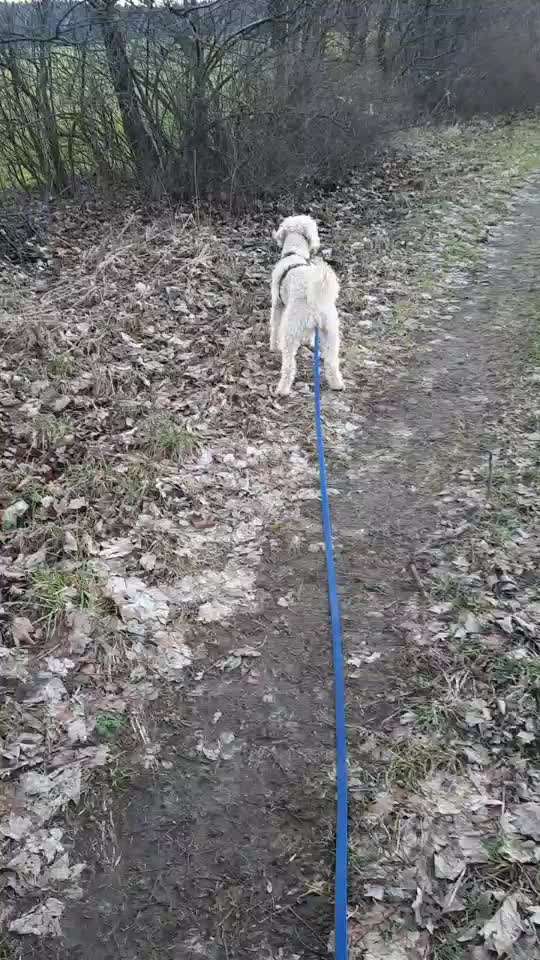 Freddys Kummerkasten-Beitrag-Bild