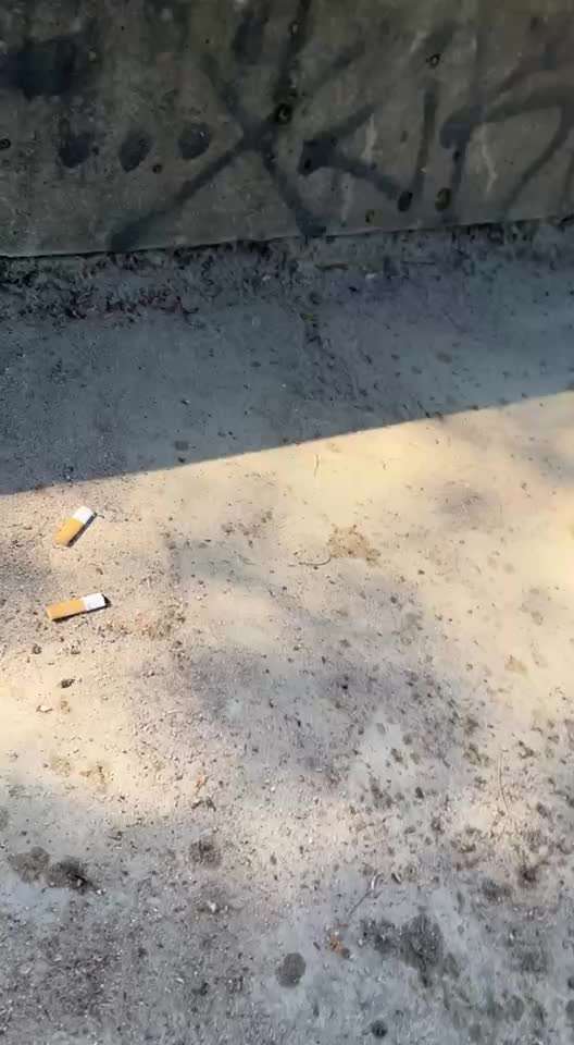 Dansky (Dansk-Svensk Gårdshund)-Beitrag-Bild