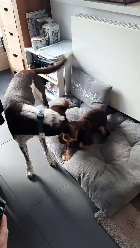 Mehrhundhaltung-Beitrag-Bild