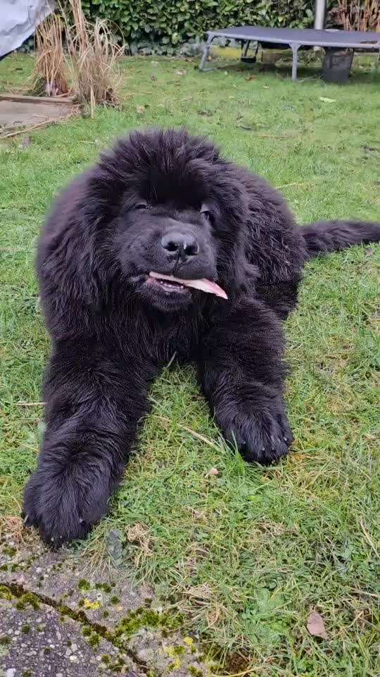 Neufundländer Freunde!-Beitrag-Bild