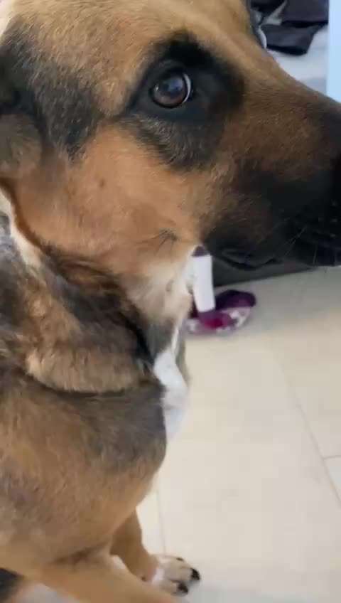 Hündin schluckt komisch...-Beitrag-Bild