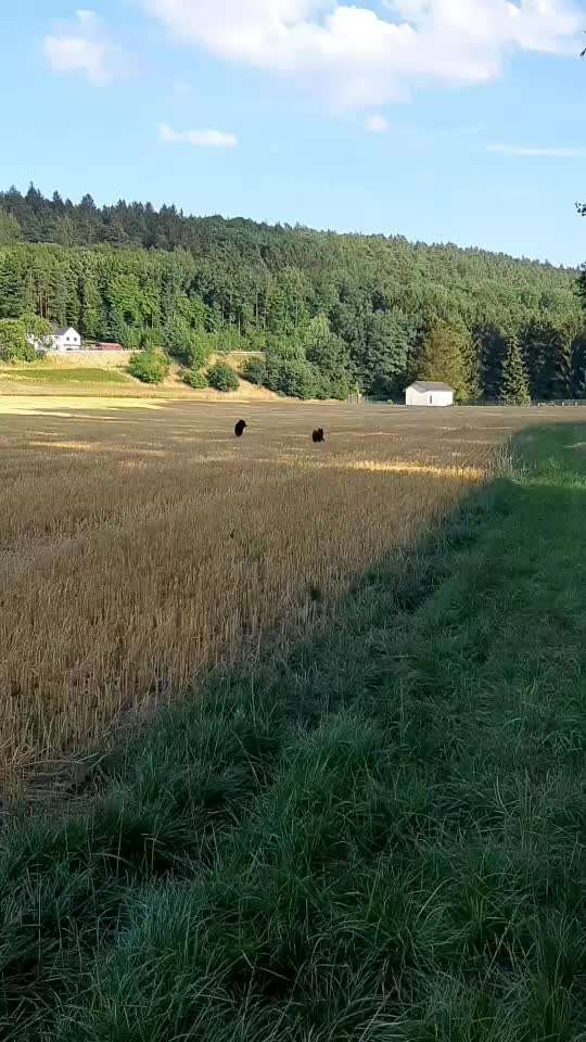 Aussies-Beitrag-Bild