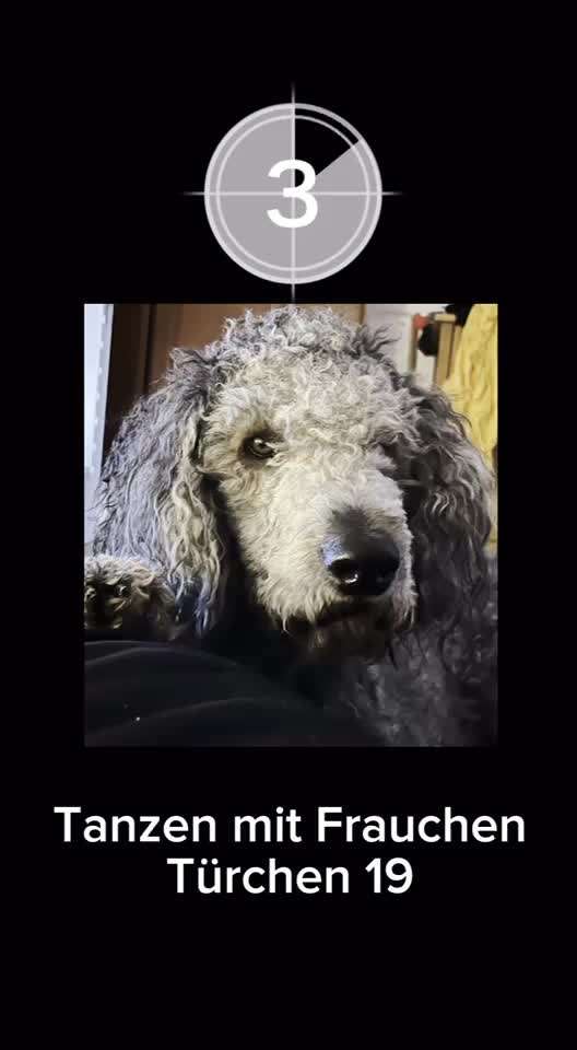 Action-Fun Hund- Aventskalender-Beitrag-Bild