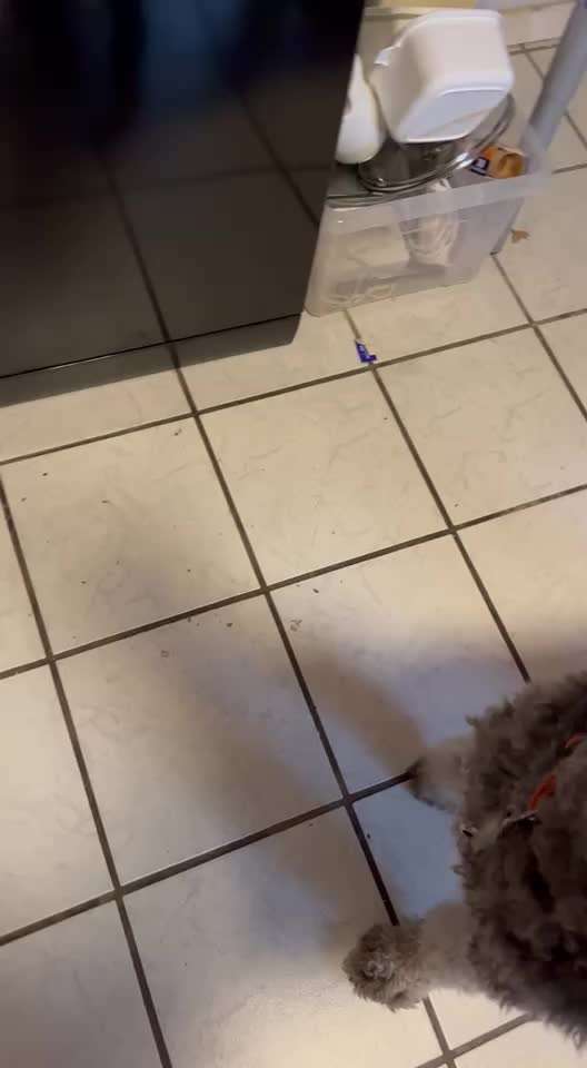 Trick Spiel - ich packe meinen 11. Koffer-Beitrag-Bild