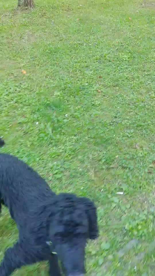 Alles rund um den Pudel-Beitrag-Bild