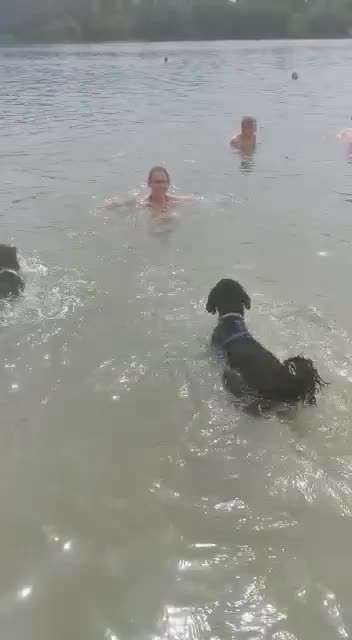 Alles rund um den Pudel-Beitrag-Bild