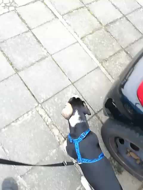 Schüttelt nur den Po und Rute-Beitrag-Bild