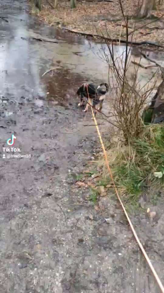 Dogorama Video Challenge: Lustige Wasser Videos-Beitrag-Bild