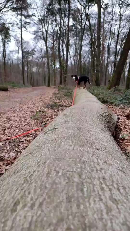 Wald Bild-Beitrag-Bild