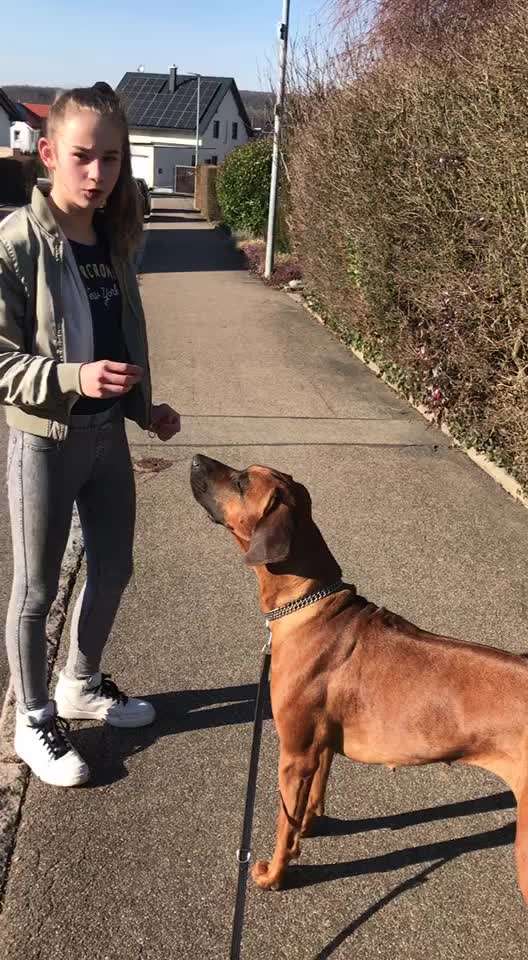 Trickdogging-Beitrag-Bild