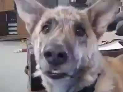 Hier ist der Spaßthread. Zum Schmunzeln und Kaputtlachen-Beitrag-Bild