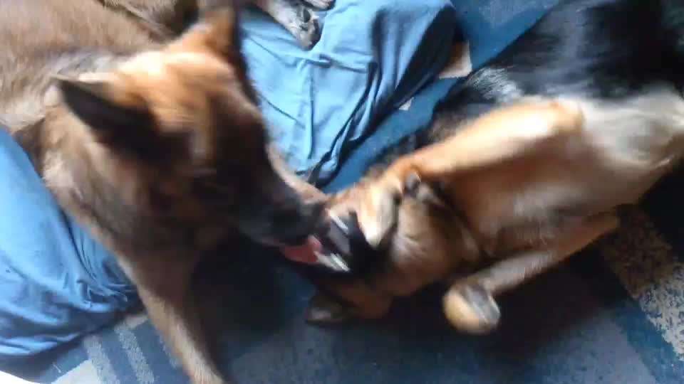 Spieltrieb ;)-Beitrag-Bild