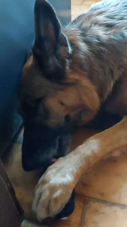 Schäferhund-Fans?-Beitrag-Bild