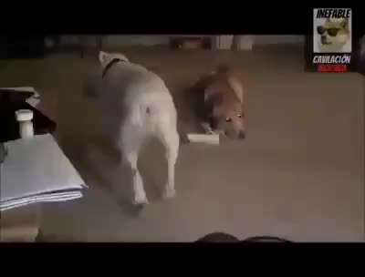 Hier ist der Spaßthread. Zum Schmunzeln und Kaputtlachen-Beitrag-Bild