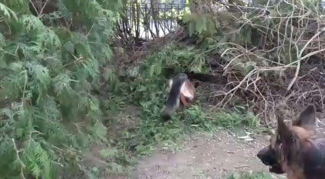 Zeig mir, dass du mit einem hund zusammenlebst....-Beitrag-Bild