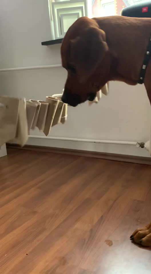 Rhodesian Ridgeback-Beitrag-Bild