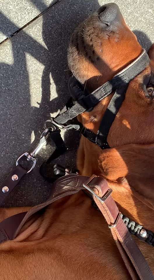 Rhodesian Ridgeback-Beitrag-Bild