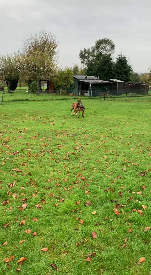 Rhodesian Ridgeback-Beitrag-Bild
