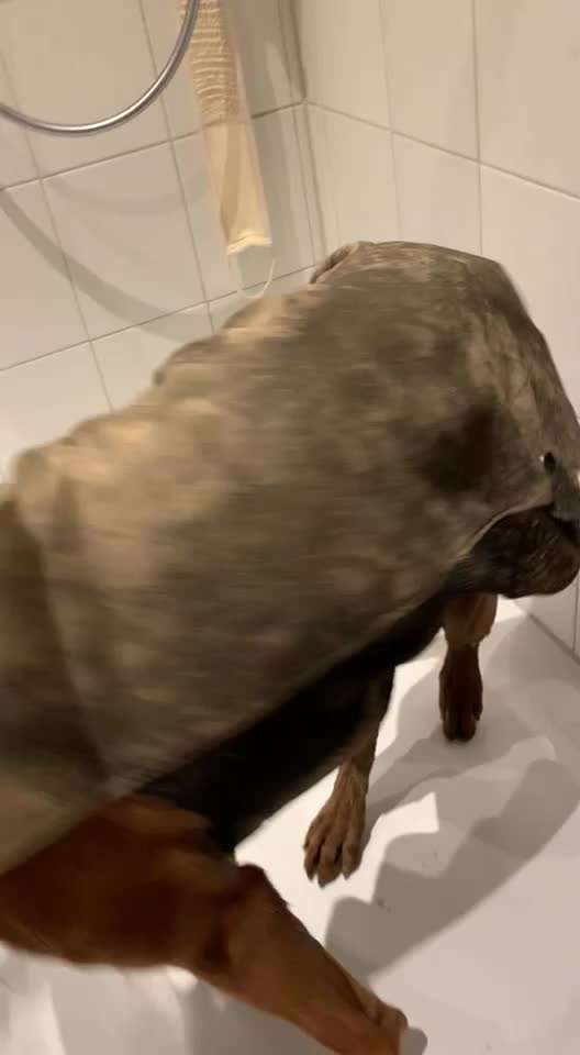 Rhodesian Ridgeback-Beitrag-Bild