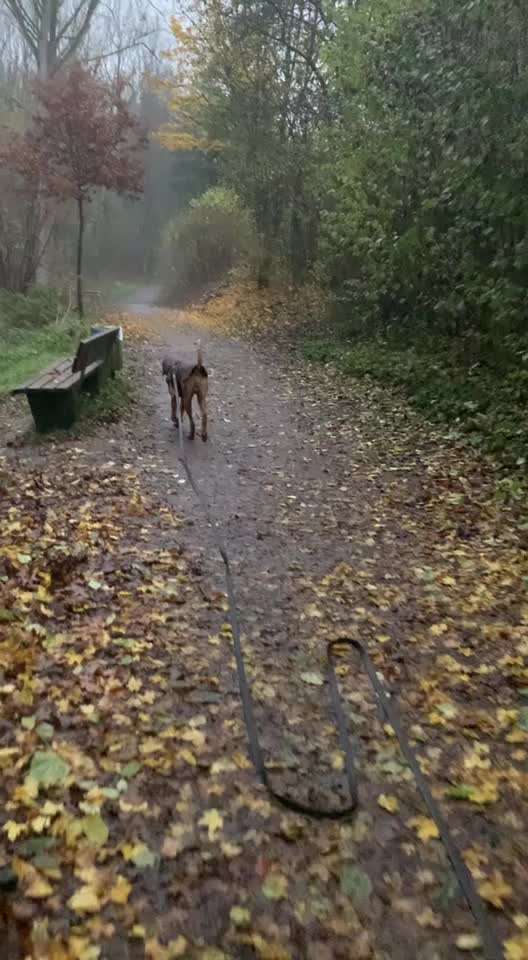 Rhodesian Ridgeback-Beitrag-Bild