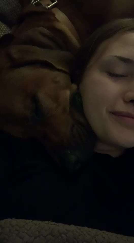 Rhodesian Ridgeback-Beitrag-Bild