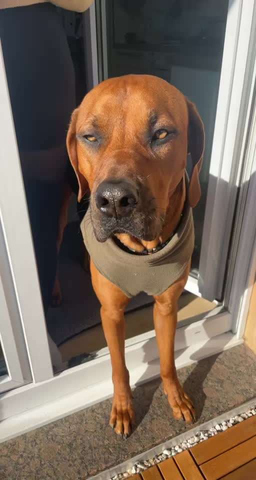 Rhodesian Ridgeback-Beitrag-Bild