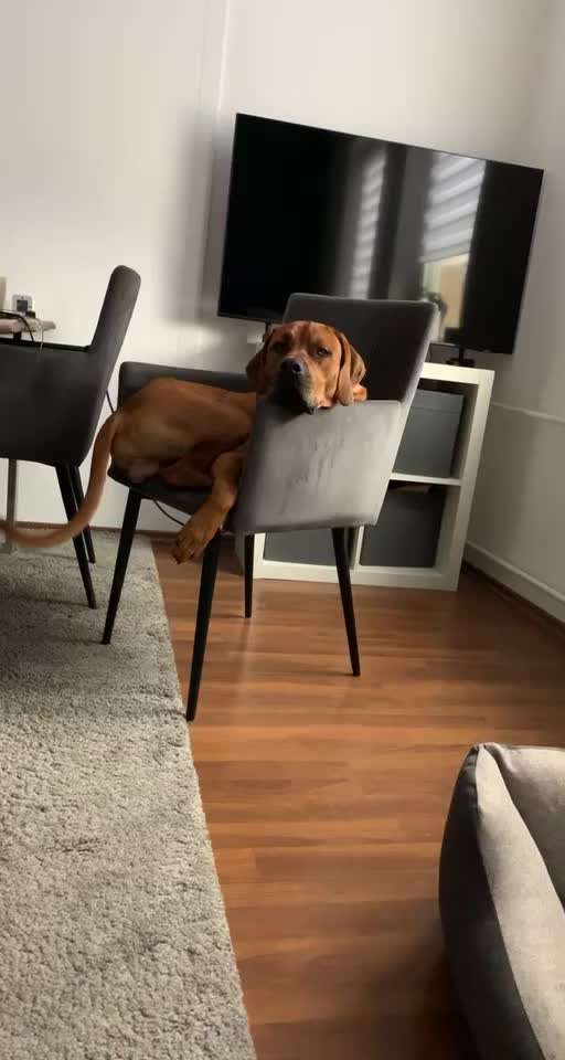 Rhodesian Ridgeback-Beitrag-Bild