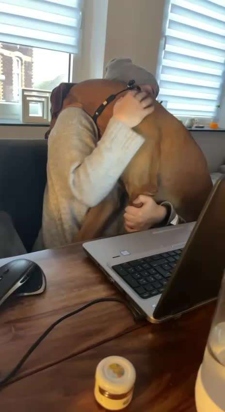 Rhodesian Ridgeback-Beitrag-Bild