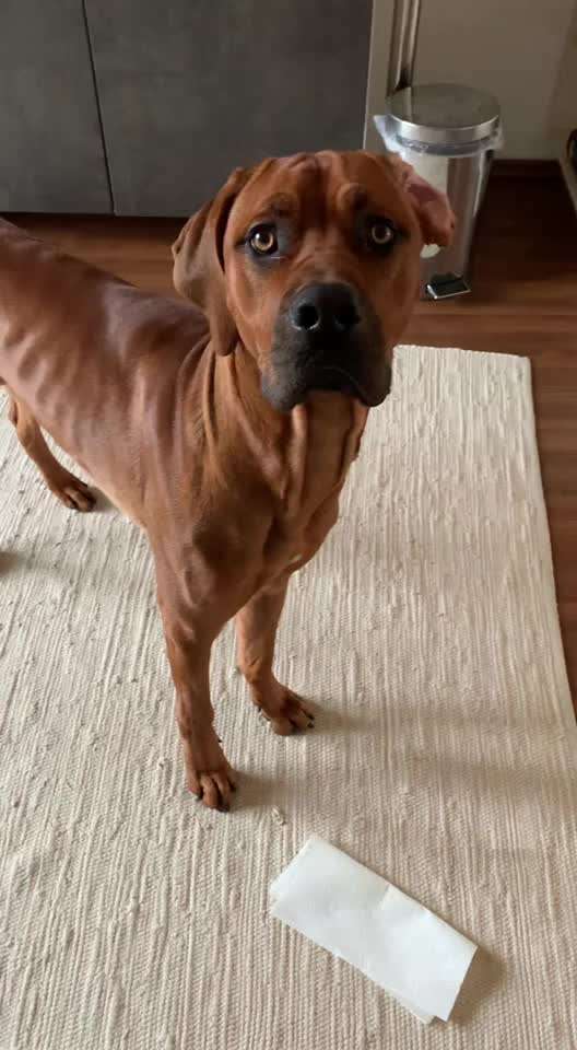 Rhodesian Ridgeback-Beitrag-Bild