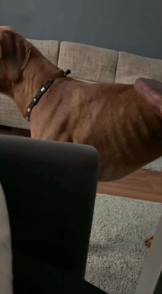 Rhodesian Ridgeback-Beitrag-Bild