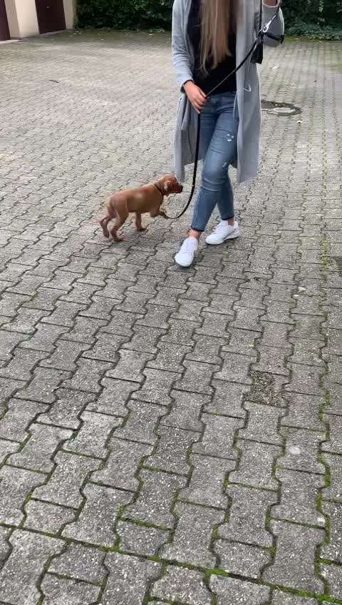 Rhodesian Ridgeback-Beitrag-Bild