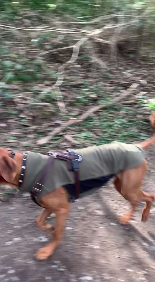 Rhodesian Ridgeback-Beitrag-Bild