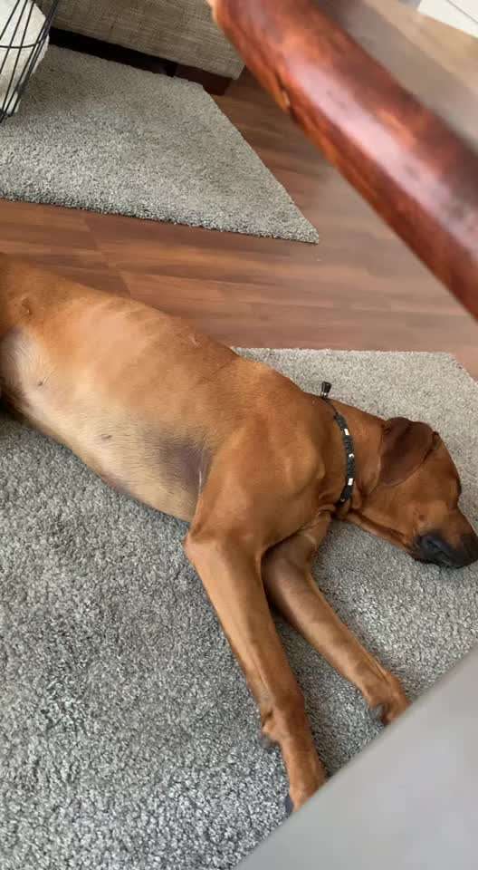 Rhodesian Ridgeback-Beitrag-Bild