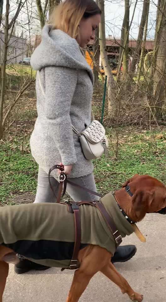 Rhodesian Ridgeback-Beitrag-Bild