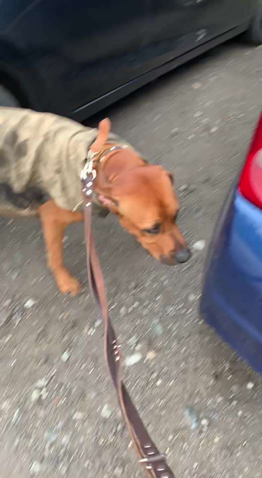 Rhodesian Ridgeback-Beitrag-Bild