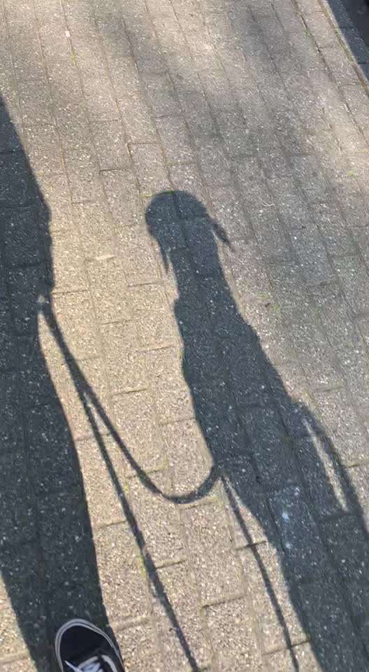 Rhodesian Ridgeback-Beitrag-Bild