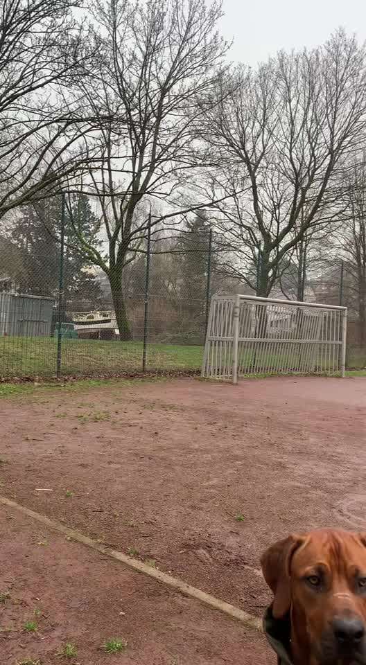 Rhodesian Ridgeback-Beitrag-Bild