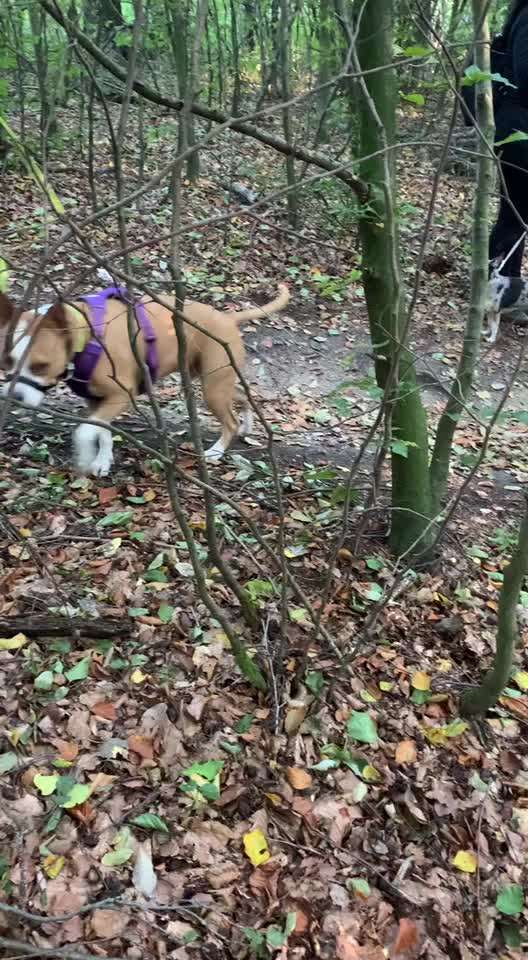 Rhodesian Ridgeback-Beitrag-Bild