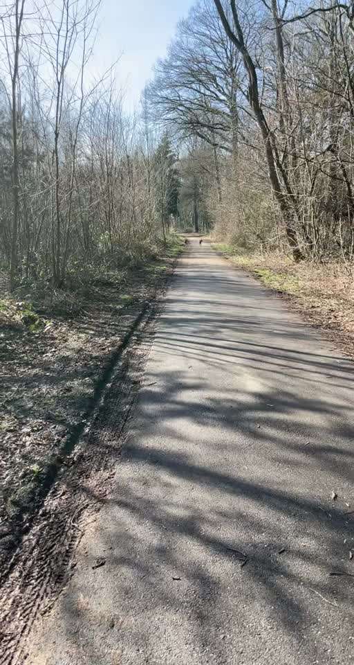 Rhodesian Ridgeback-Beitrag-Bild